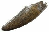 Robust, Serrated Tyrannosaurus (T rex) Tooth - Montana #355461-1